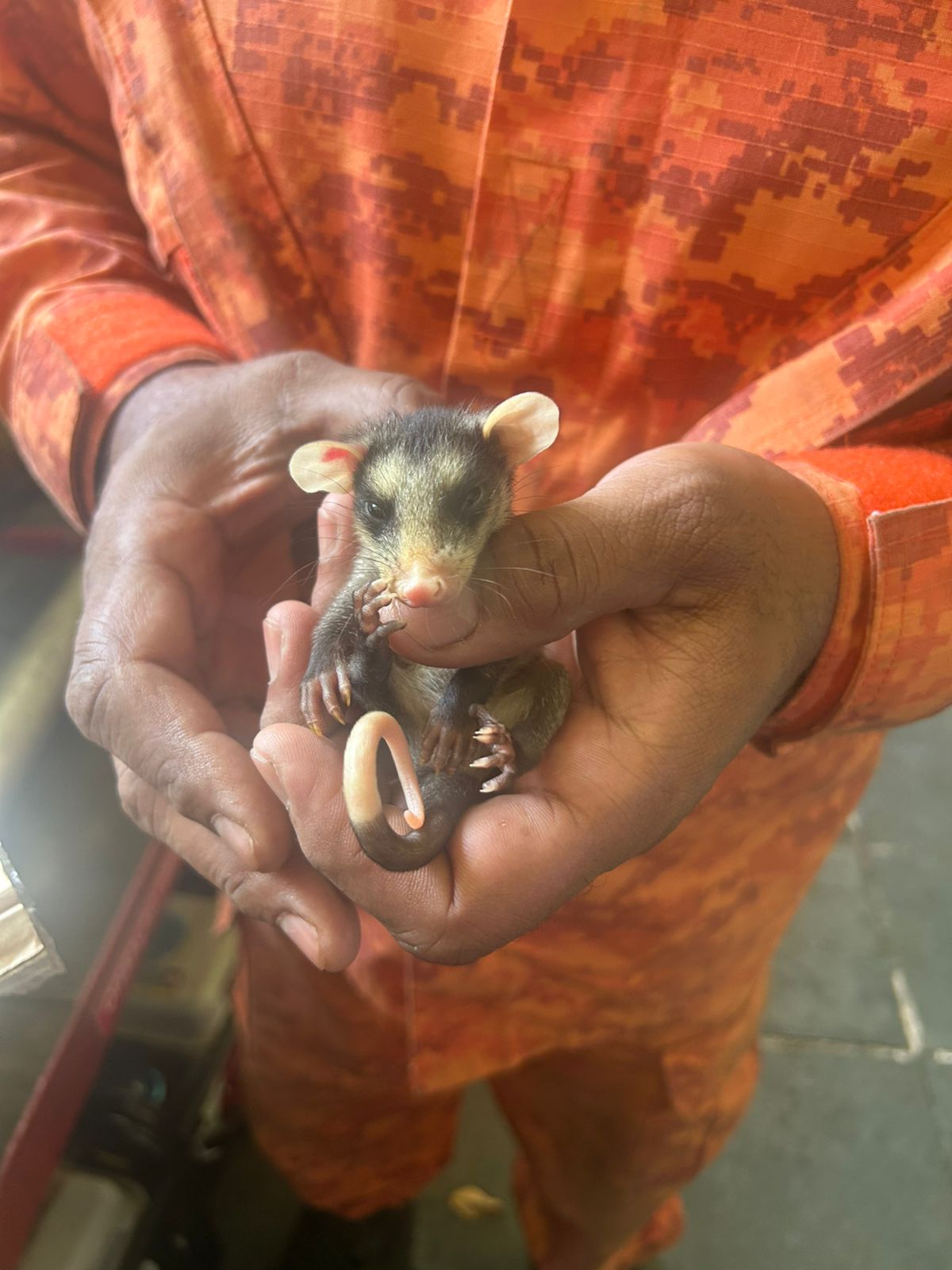 Captura de animal